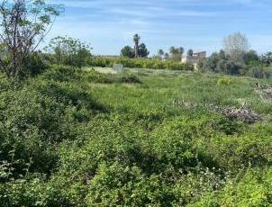 GRAN PARCELA URBANIZABLE EN LA HUERTA DE MURCIA