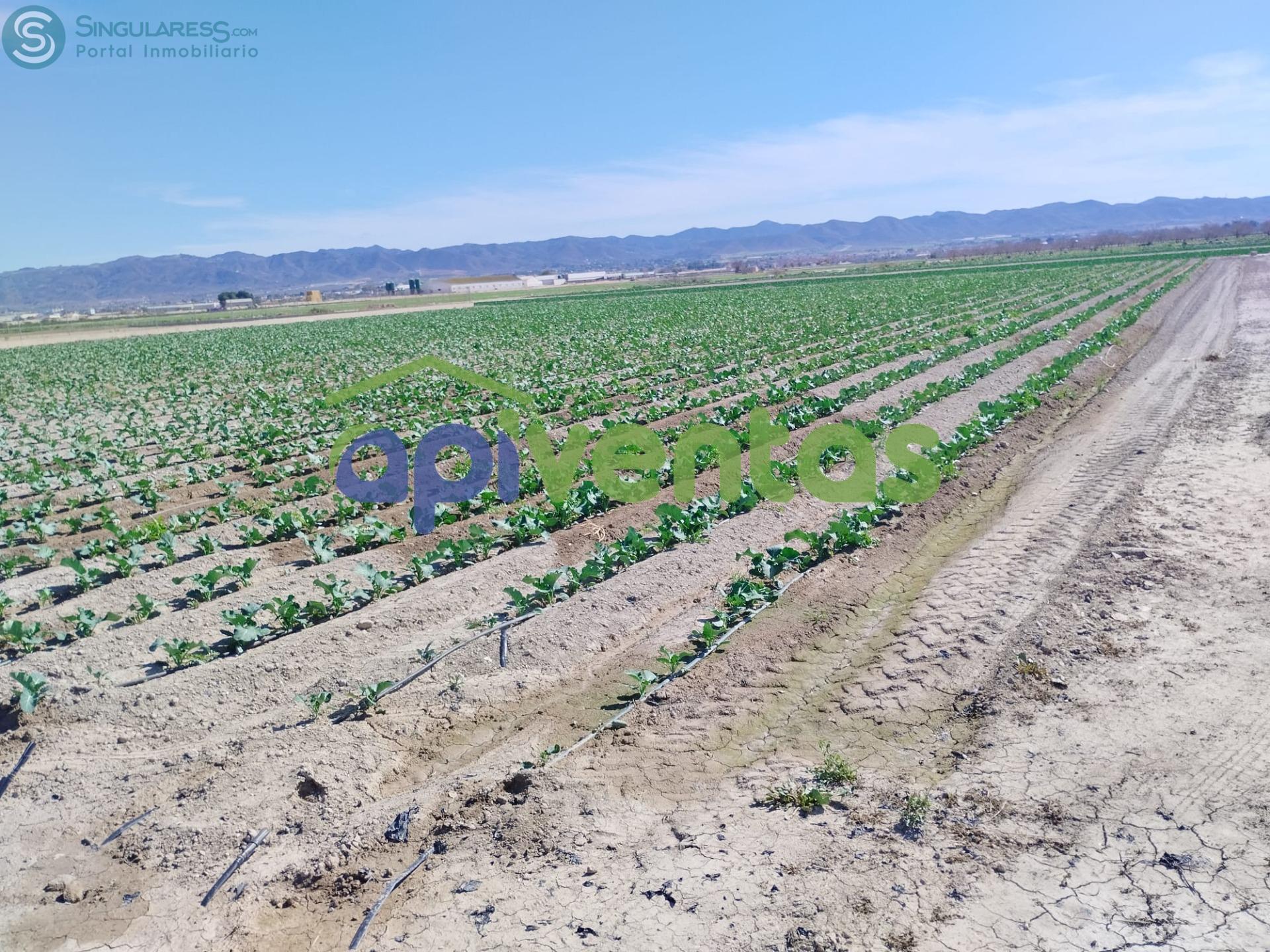 Comprar terreno de 5010m² en Lorca