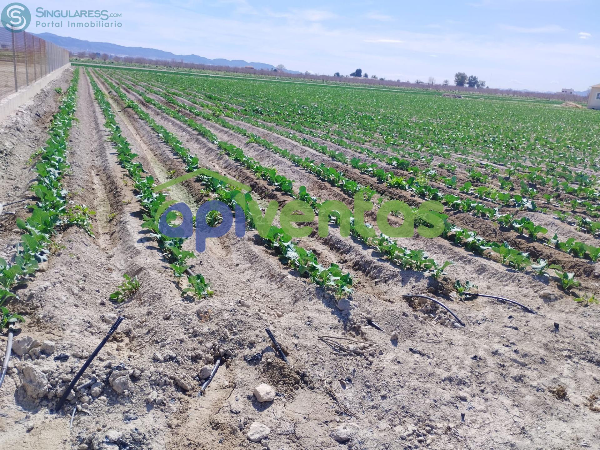 Comprar terreno de 5010m² en Lorca
