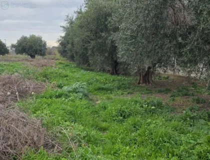 Comprar terreno de 3987m² en Murcia