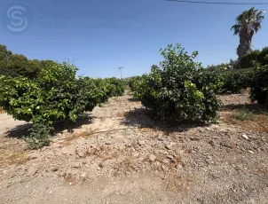 Terreno en Mula (Murcia) 