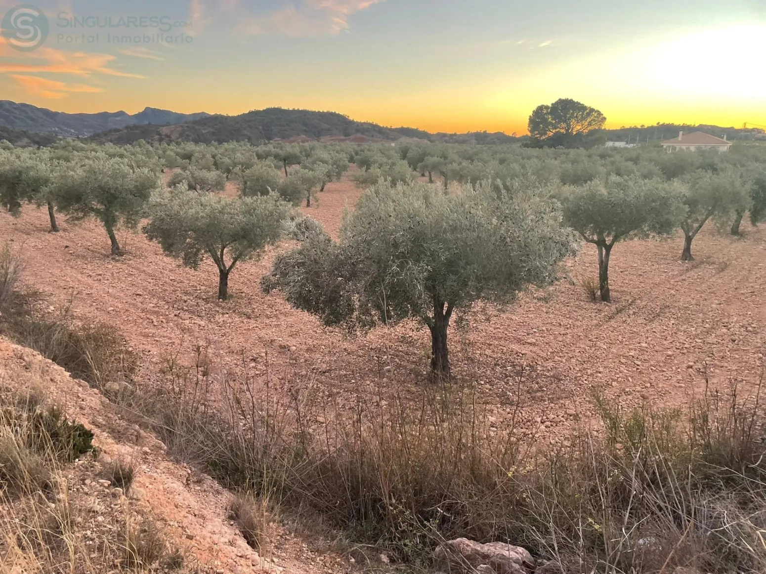Comprar terreno de 5591m² en Abanilla