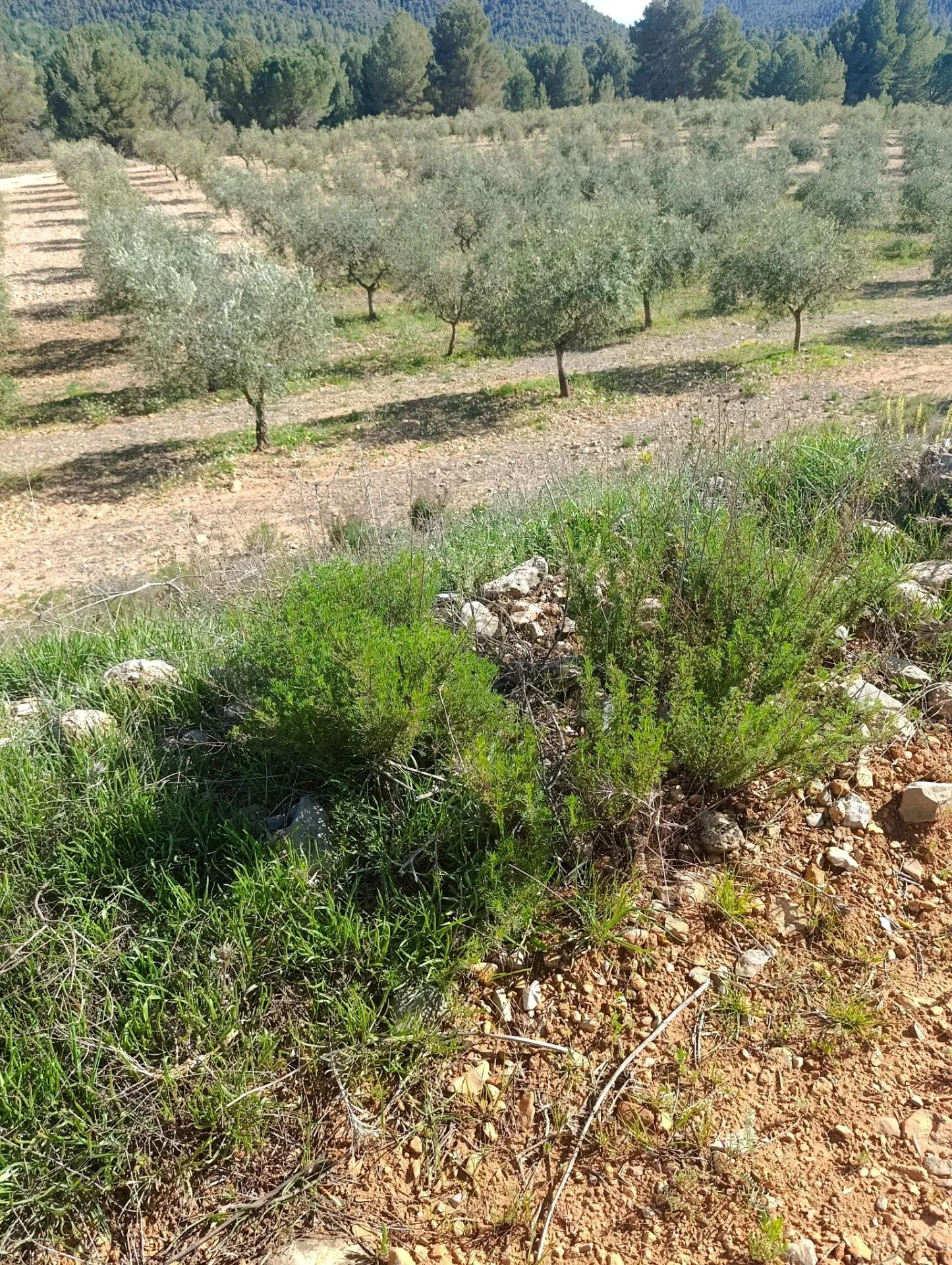 Comprar terreno de 80000m² en Molina de Segura