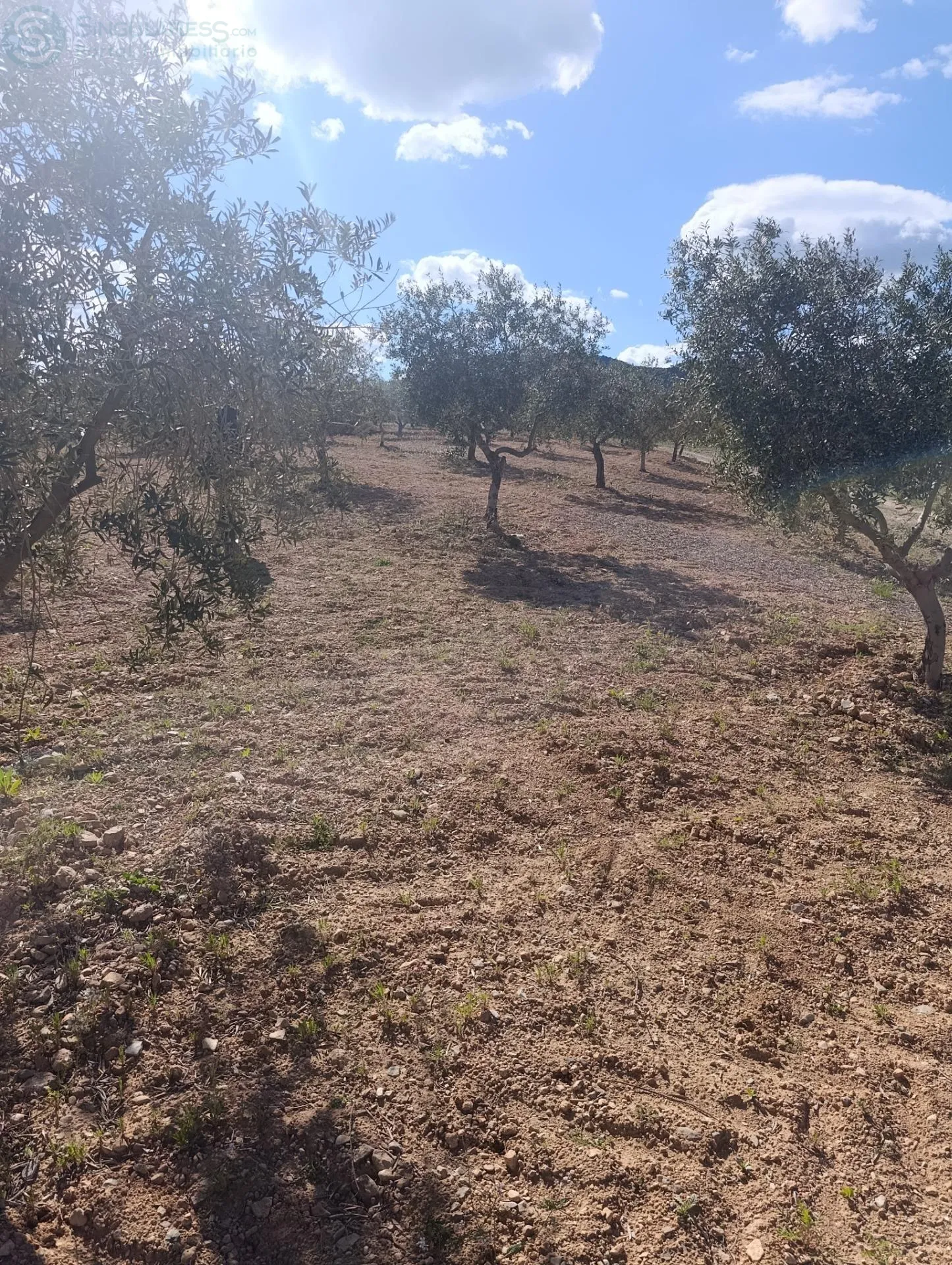 Comprar terreno de 80000m² en Molina de Segura