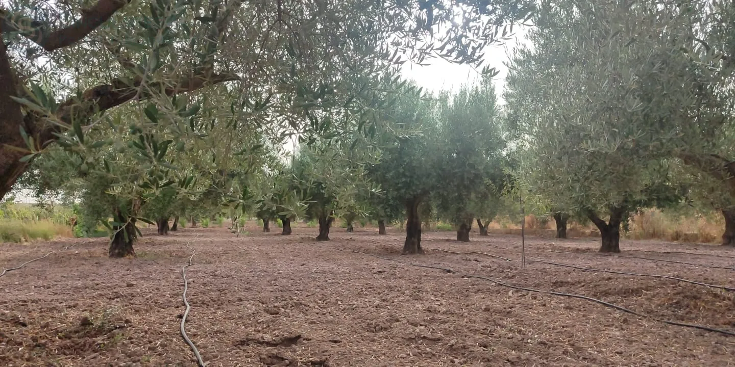 Comprar terreno de 4112m² en Bullas