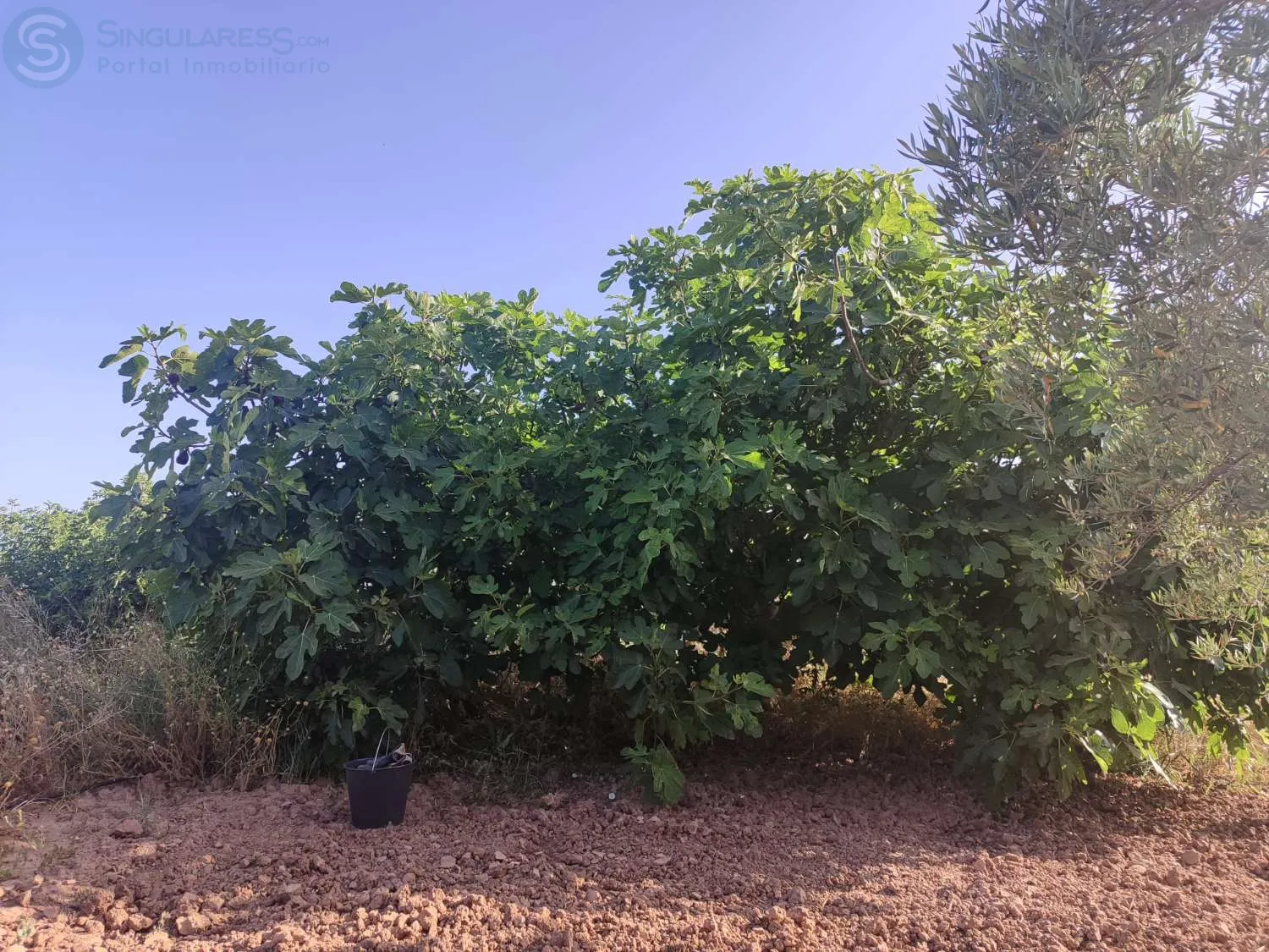 Comprar terreno de 4112m² en Bullas