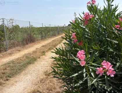 Comprar terreno de 4200m² en Santomera