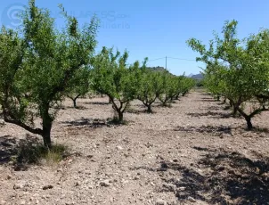 Comprar terreno de 11377m² en Murcia