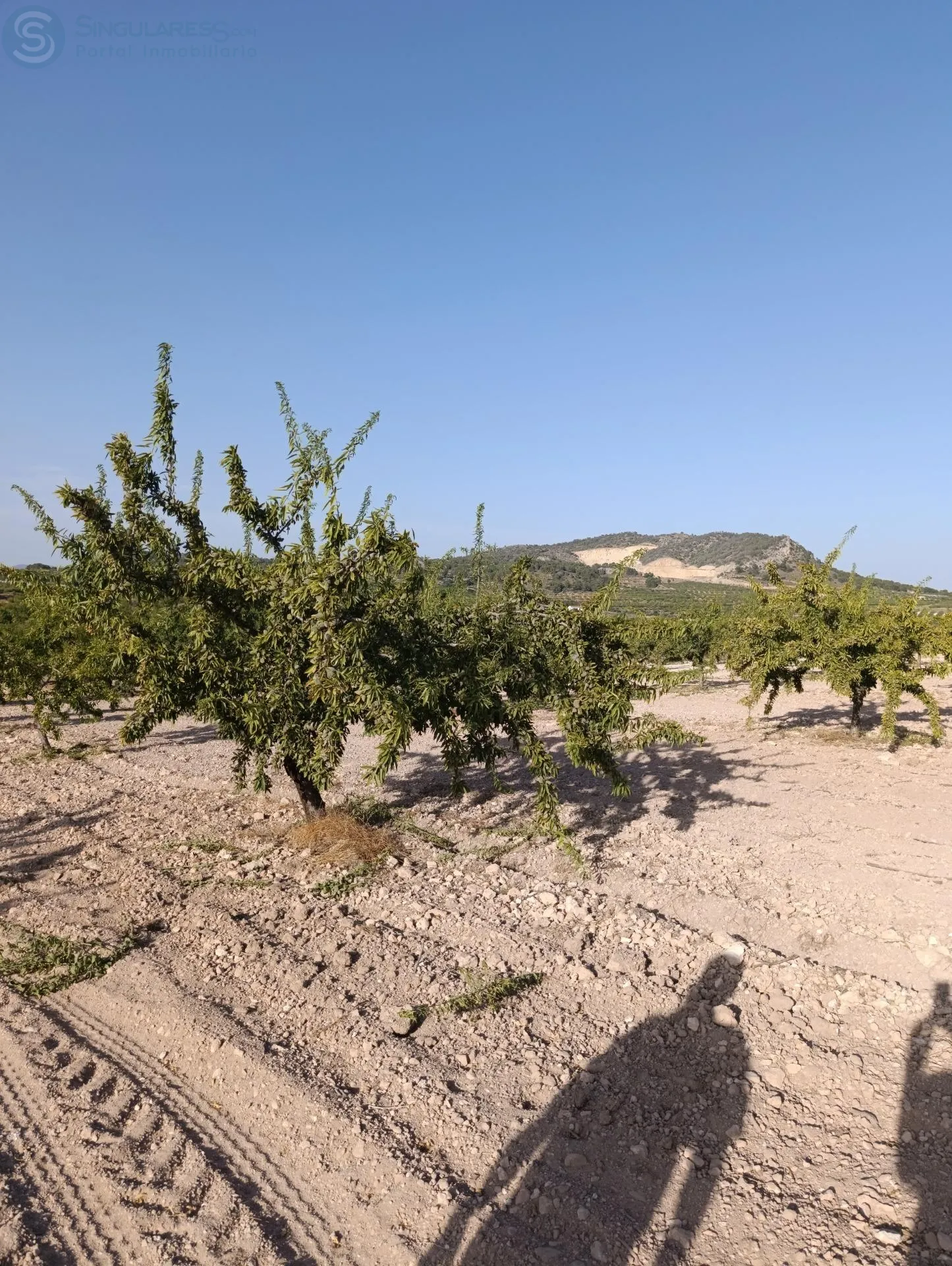 Comprar casa de 30771m² en Bullas