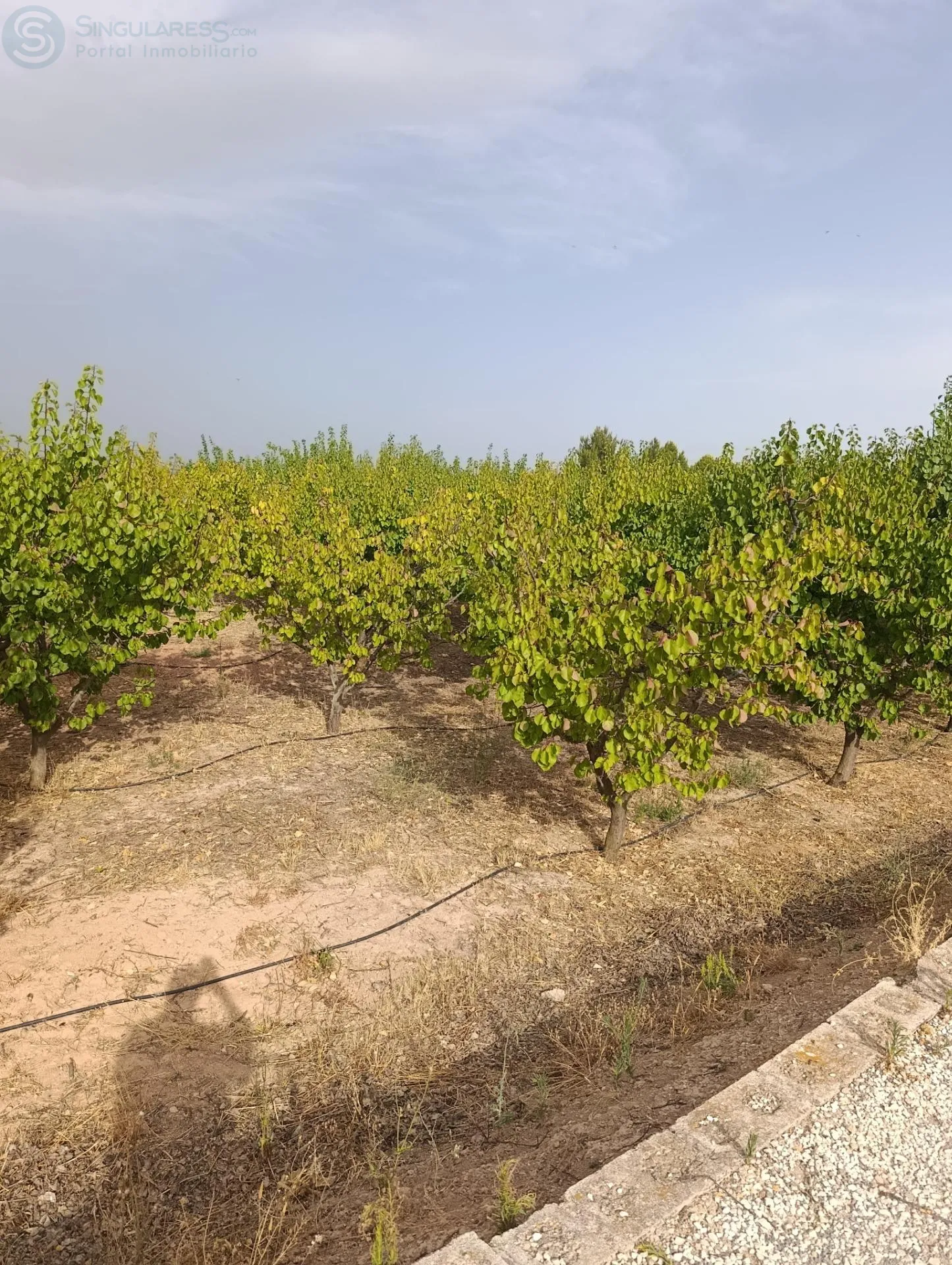 Comprar casa de 50000m² en Cehegín