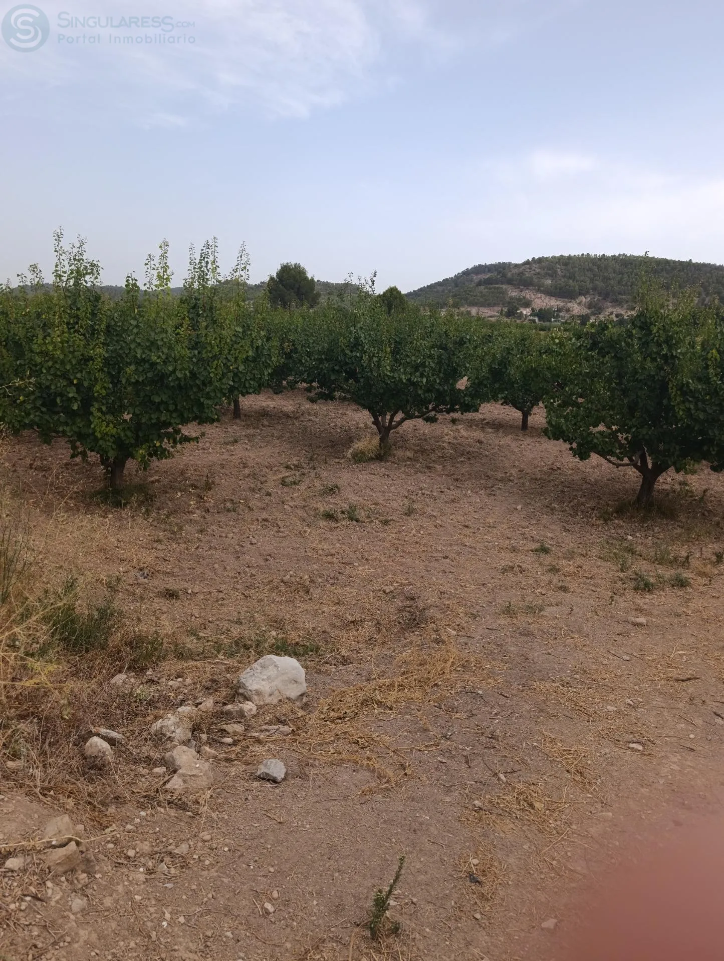 Comprar casa de 50000m² en Cehegín