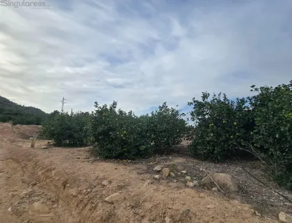 Comprar terreno de 10540m² en Blanca